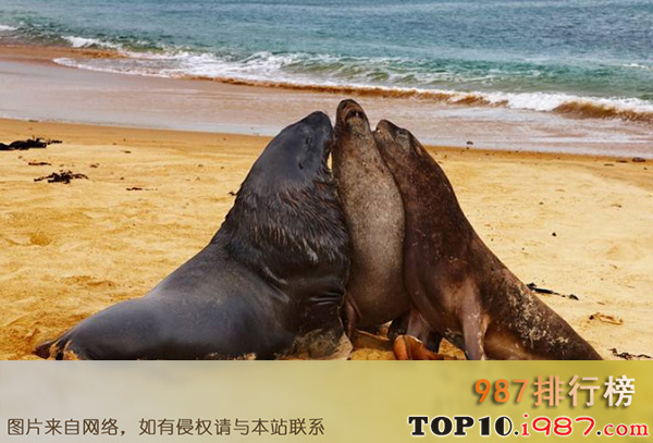 十大世界珍稀海洋动物之新西兰海狮