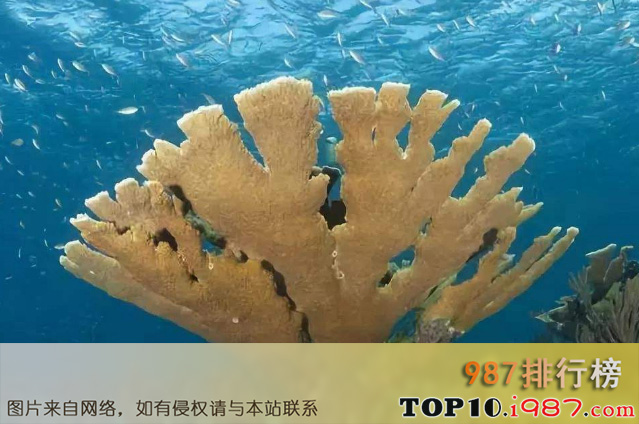 十大世界珍稀海洋动物之麋角珊瑚