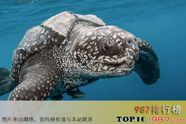 十大世界珍稀海洋动物之革龟
