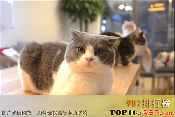 十大亳州饮品店之猫咪森林(猫咖)