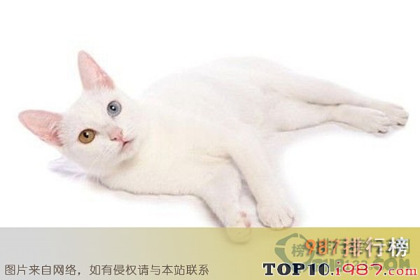 十大世界名贵猫之泰国御猫