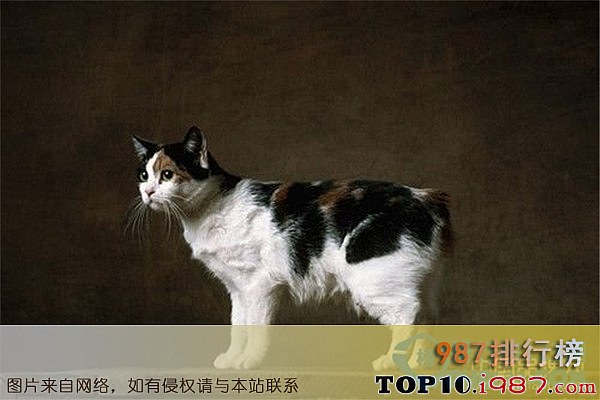 十大世界名贵猫之无尾猫