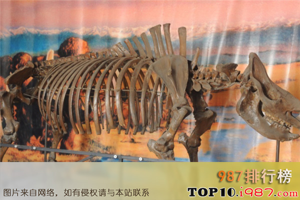 十大黑龙江博物馆镇馆之宝之披毛犀化石骨架