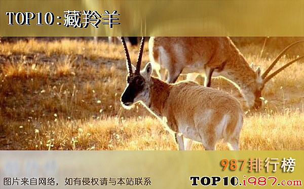 十大濒危动物之藏羚羊