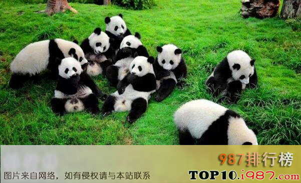 十大濒危动物之大熊猫