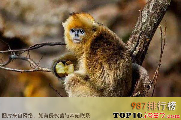十大濒危动物之金丝猴