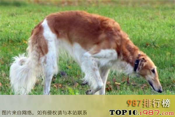 十大世界傻狗之猎狼犬