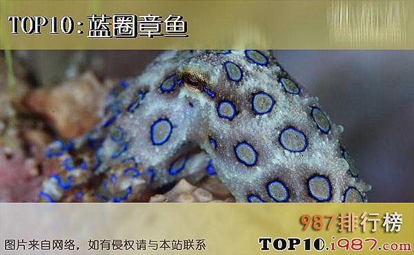 十大世界最毒的动物之蓝圈章鱼