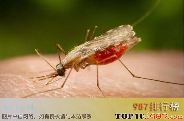 十大世界最毒的动物之疟蚊