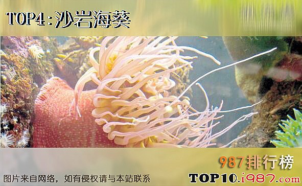 十大世界最毒的动物之沙岩海葵
