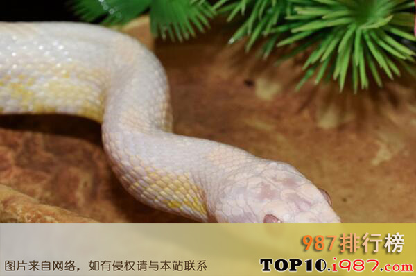 十大宠物蛇品种之白化球蟒