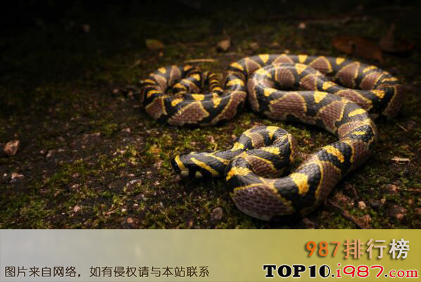十大宠物蛇品种之玉斑锦蛇