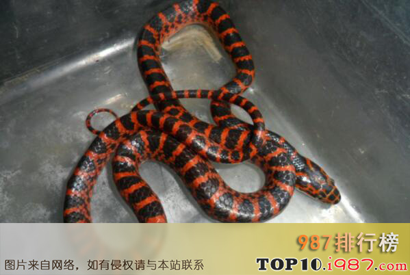 十大宠物蛇品种之赤链蛇