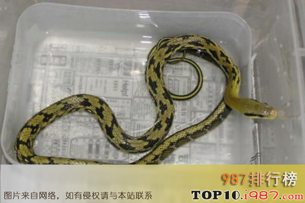 十大宠物蛇品种之黑眉锦蛇