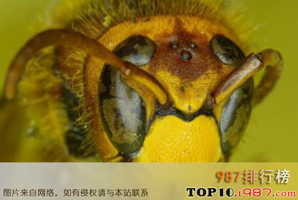十大世界最厉害的蜂之虎头蜂