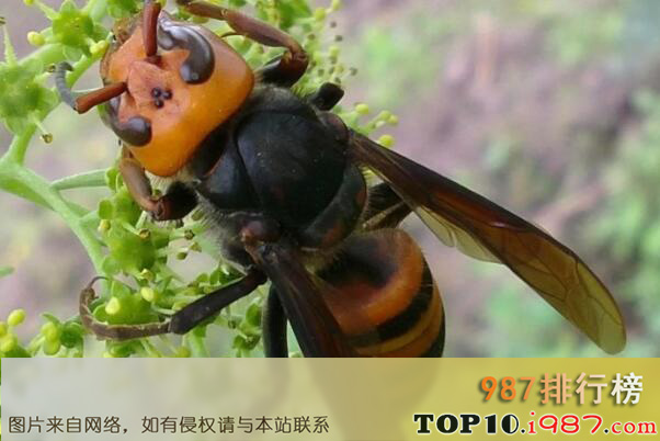 十大世界最厉害的蜂之牛角蜂