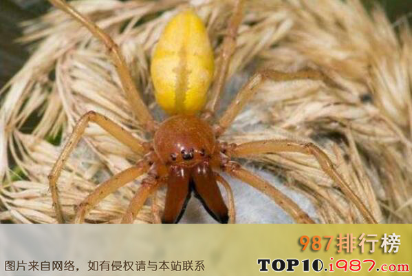 十大世界毒性最强的剧毒蜘蛛之黄囊蛛