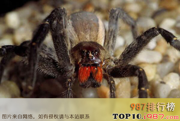 十大世界毒性最强的剧毒蜘蛛之巴西漫游蜘蛛