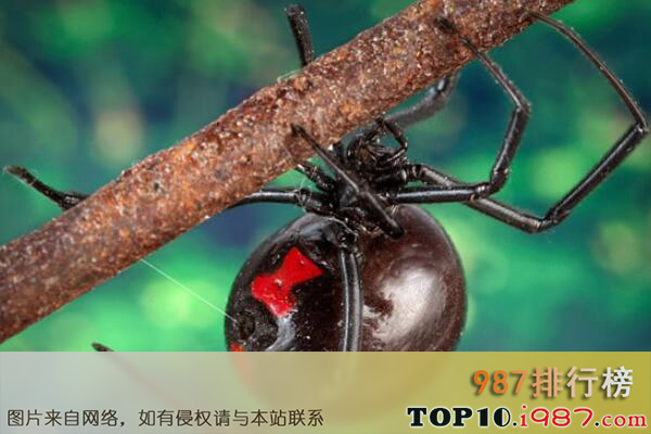 十大世界毒性最强的剧毒蜘蛛之黑寡妇蜘蛛
