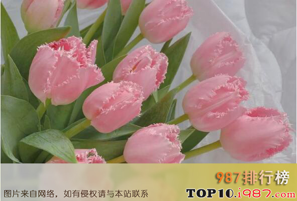 十大最常见的鲜切花材之郁金香