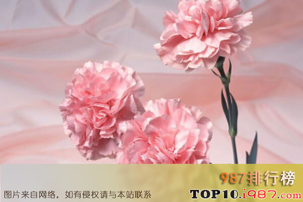 十大最常见的鲜切花材之康乃馨