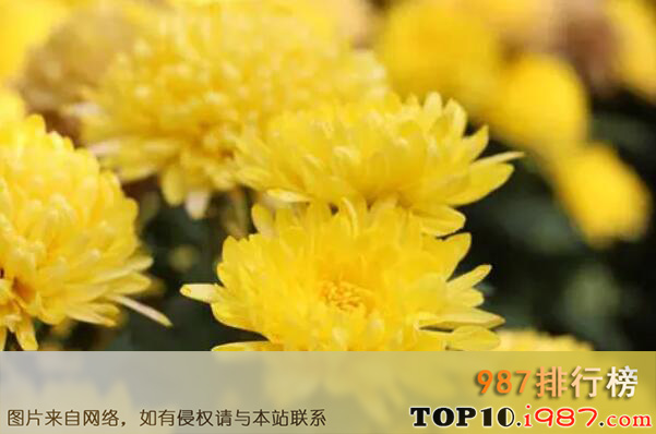 十大最常见的鲜切花材之菊花