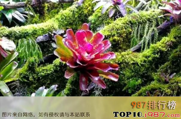 十大最知名的热带雨林植物之积水凤梨