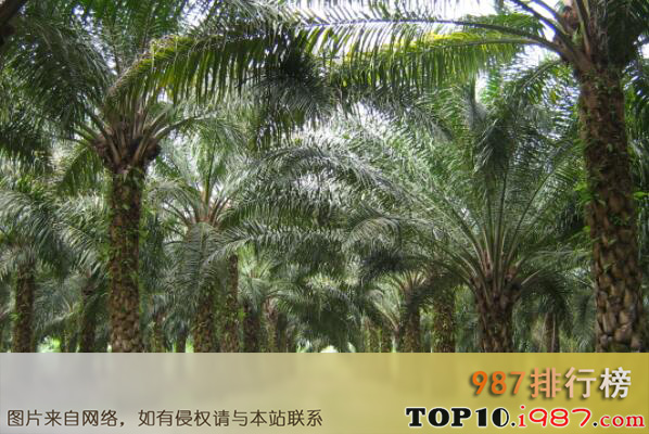 十大最知名的热带雨林植物之油棕