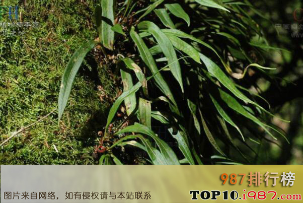 十大最知名的热带雨林植物之附生兰