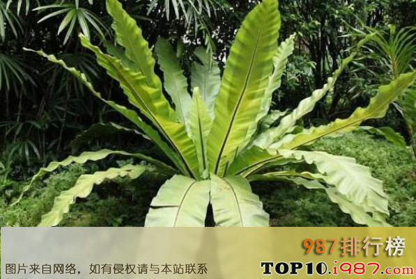十大最知名的热带雨林植物之鸟巢蕨