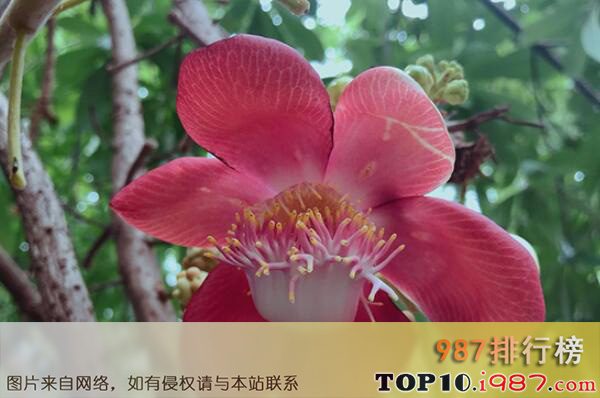 十大最知名的热带雨林植物之娑罗树