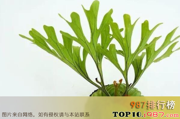 十大最知名的热带雨林植物之鹿角蕨