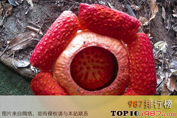 十大最知名的热带雨林植物之大王花
