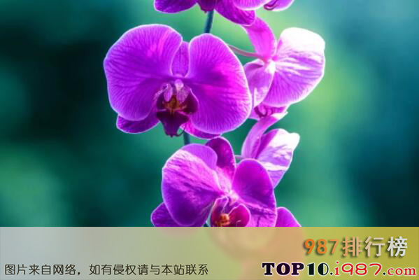 十大最知名的兰花品种之蝴蝶兰