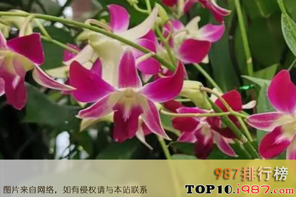 十大最知名的兰花品种之石斛兰