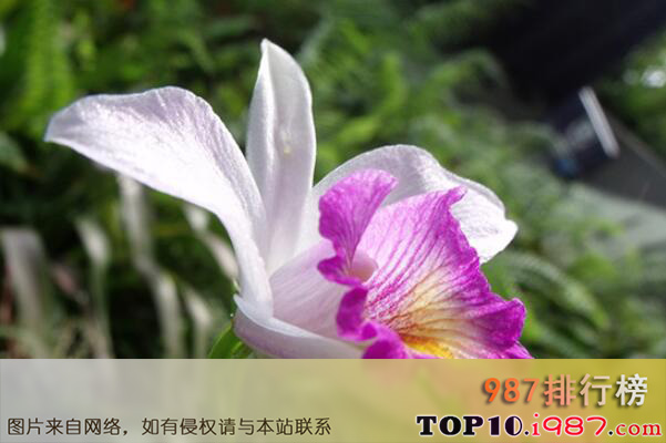 十大最知名的兰花品种之卡特兰