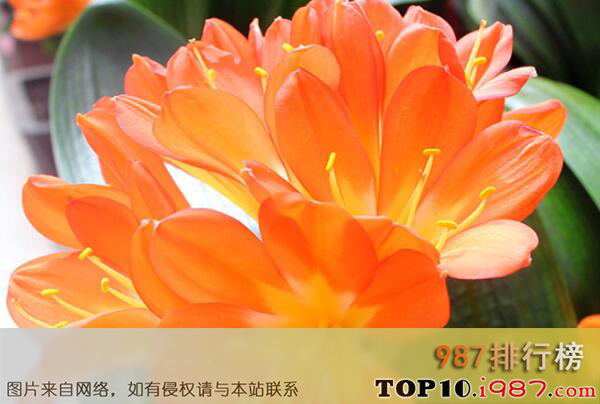 十大最知名的兰花品种之君子兰