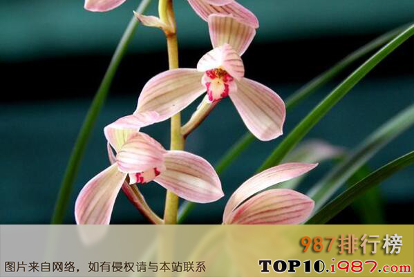 十大最知名的兰花品种之莲瓣兰