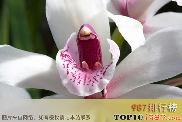 十大最知名的兰花品种之蕙兰