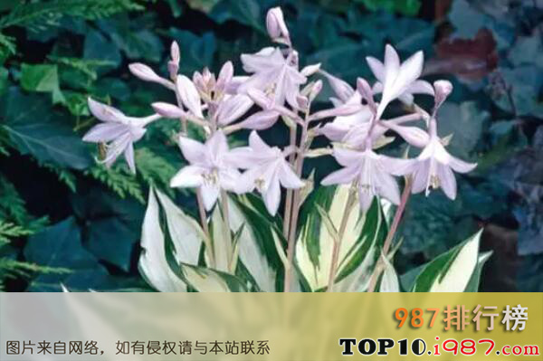 十大最能开花的耐荫植物之玉簪花