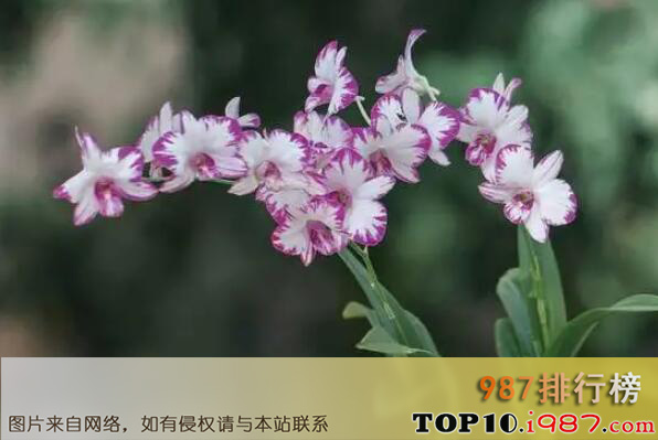 十大最能开花的耐荫植物之石斛兰