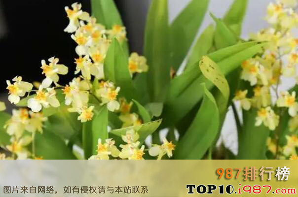 十大最能开花的耐荫植物之文心兰