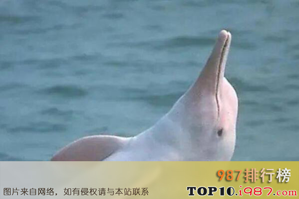 十大特有的珍稀濒危动物之白鳍豚