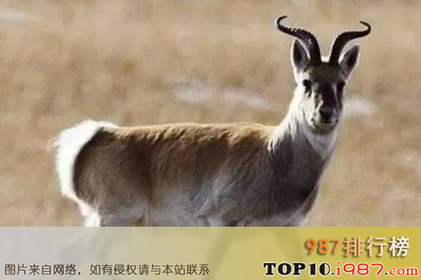 十大特有的珍稀濒危动物之普氏原羚