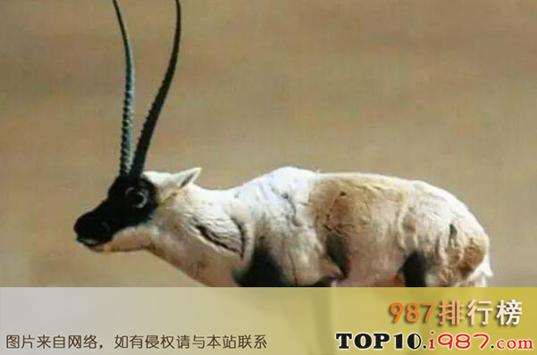 十大特有的珍稀濒危动物之藏羚羊