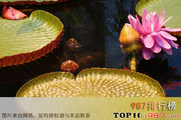十大世界最稀有的花卉植物之王莲