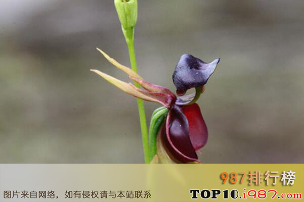 十大世界最稀有的花卉植物之飞鸭兰