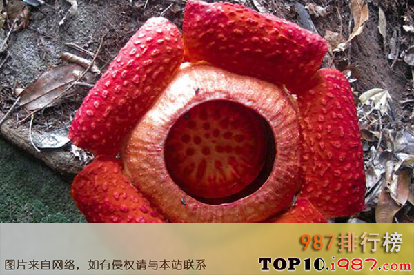 十大世界最稀有的花卉植物之大王花