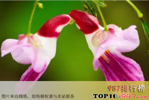 十大世界最稀有的花卉植物之鹦鹉花