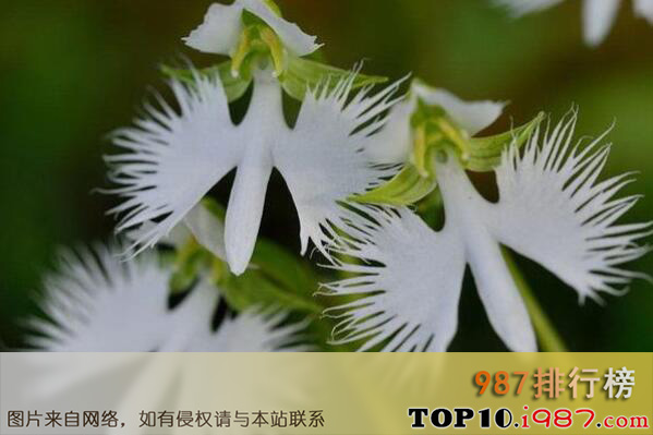 十大世界最稀有的花卉植物之白鹭花